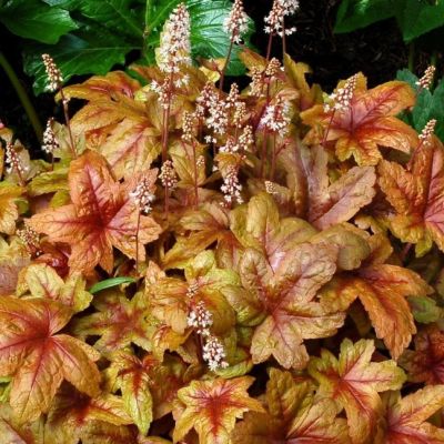 Гейхера Брасс Лантерн Гейхера Брасс Лантерн - Dolina-Sad.Ru