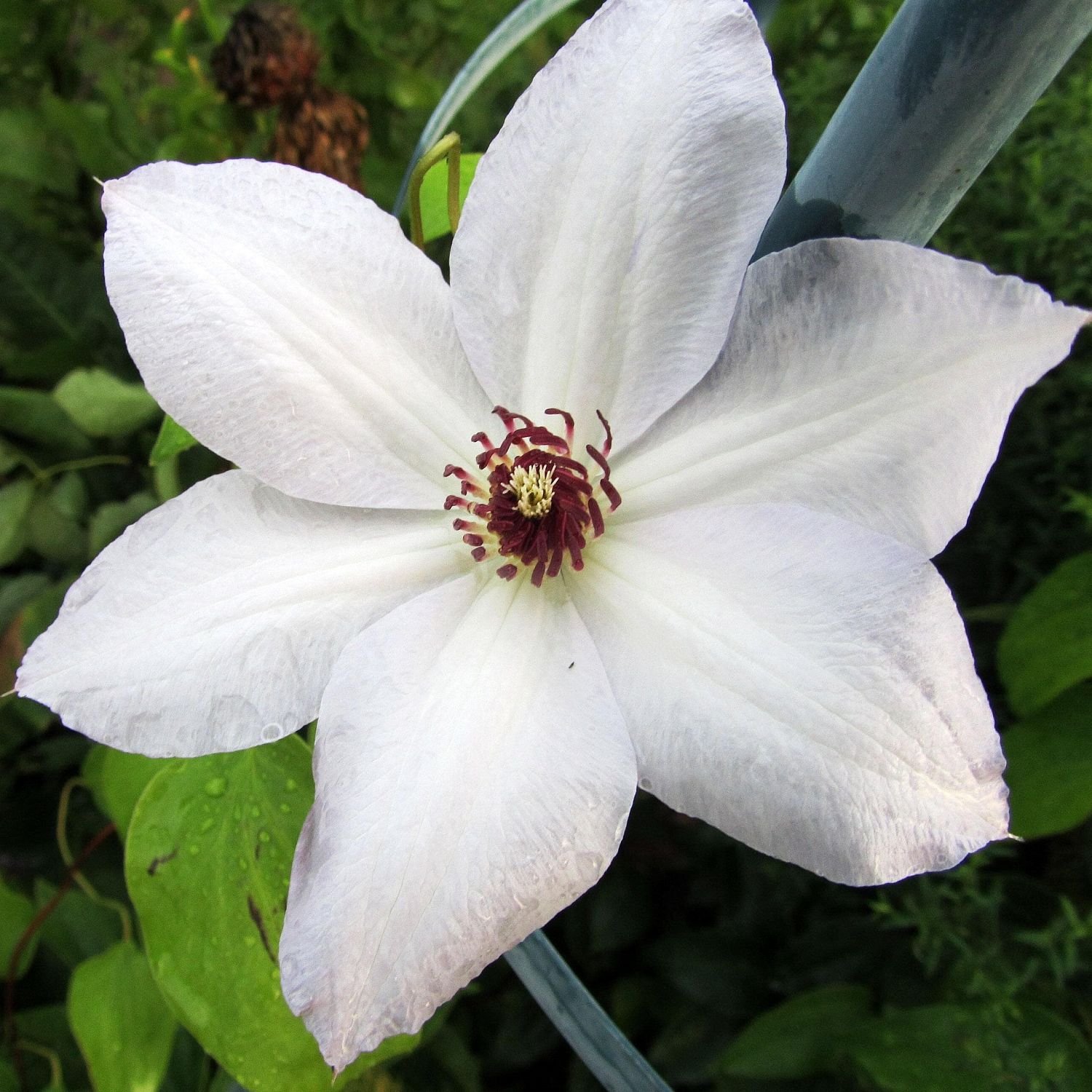 Клематис Матка Седлиска Клематис Матка Седлиска фото