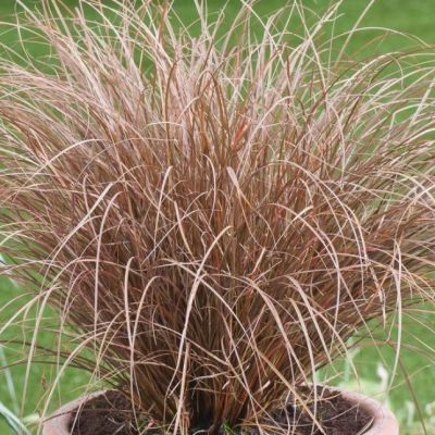 Осока Молочный шоколад , x Осока Молочный шоколад , x фото