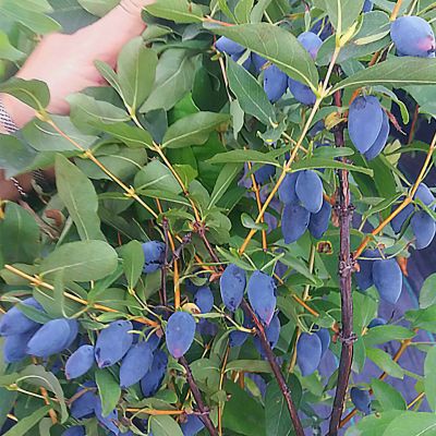 Жимолость Колин - Dolina-Sad.Ru