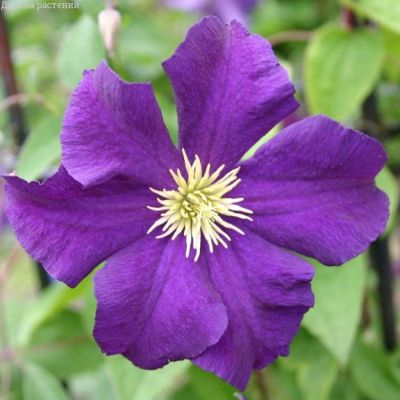 клематис Виола клематис Виола фото