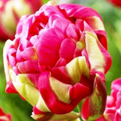 Тюльпан Реноун Юник Тюльпан Реноун Юник фото