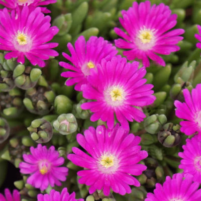 Делосперма Джевел оф Десерт Аметист , Делосперма Джевел оф Десерт Аметист , фото