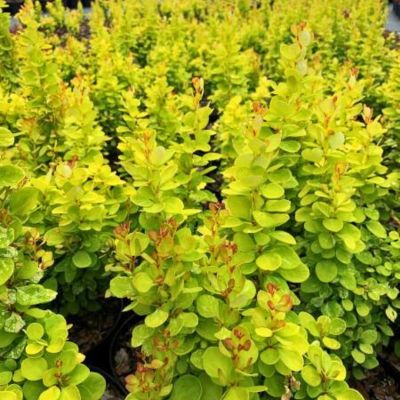 Барбарис Тунберга Неон Голд Барбарис Тунберга Неон Голд - Dolina-Sad.Ru