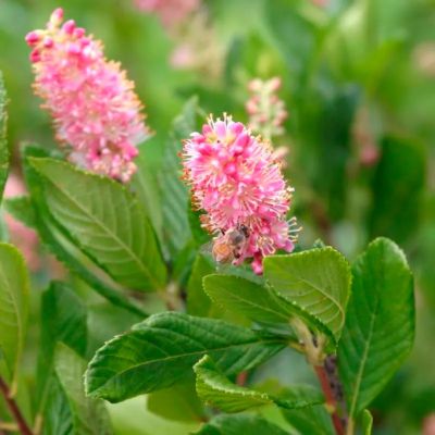 Клетра ольхолистная Руби Спайс Клетра ольхолистная Руби Спайс - Dolina-Sad.Ru