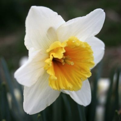 Нарцисс Слим Витман Нарцисс Слим Витман - Dolina-Sad.Ru