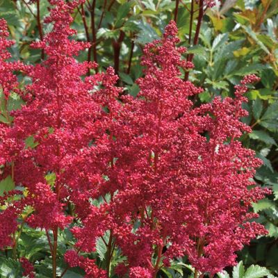 Астильба Ловландс Руби Ред Астильба Ловландс Руби Ред - Dolina-Sad.Ru