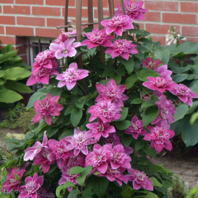 Клематис Май Дарлинг Клематис Май Дарлинг фото