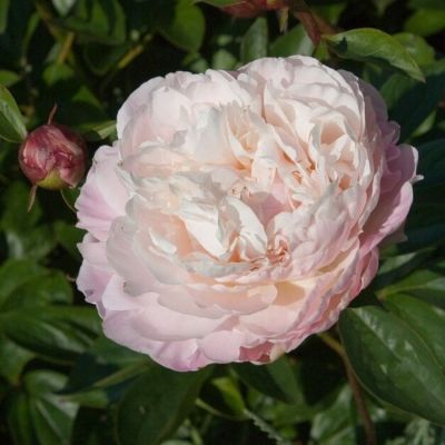 Пион Алис Хардинг - Dolina-Sad.Ru