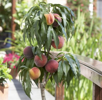 Персик колоновидный Штайнберг - Dolina-Sad.Ru