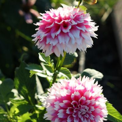 Георгина Фаззи Ваззи Георгина Фаззи Ваззи - Dolina-Sad.Ru