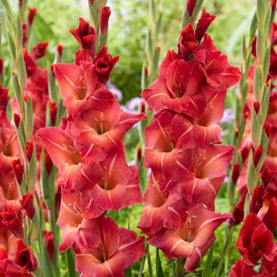Гладиолус Могикан - Dolina-Sad.Ru