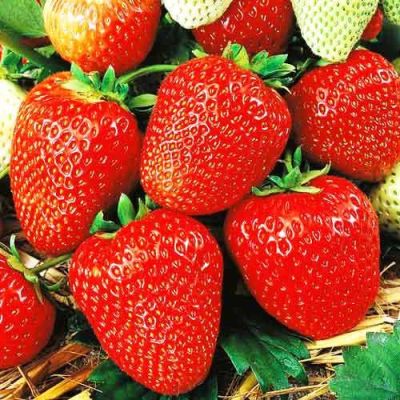 Земляника (Клубника) Флориан F1 пробирка Земляника (Клубника) Флориан F1 пробирка фото