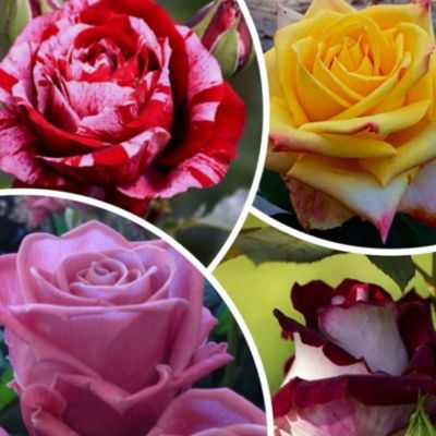 Набор чайно-гибридных роз Набор чайно-гибридных роз фото