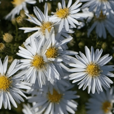 Астра кустарниковая Кристина фото