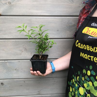 Форзиция зеленеющая Веберс Бронкс Форзиция зеленеющая Веберс Бронкс фото