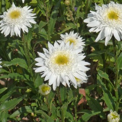 Нивяник Виррал Суприм - Dolina-Sad.Ru