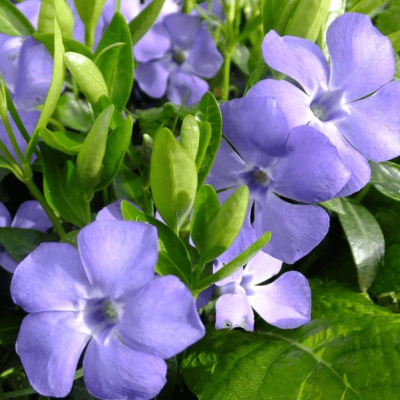 Барвинок малый Боулз Вэрайети , P9 Барвинок малый Боулз Вэрайети , P9 фото