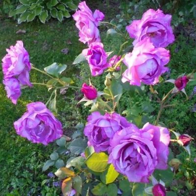 Роза Дойче Велле Роза Дойче Велле - Dolina-Sad.Ru