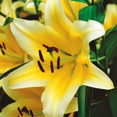 Лилия Джейберд фото