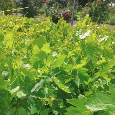 Виноград Дубовский розовый Виноград Дубовский розовый - Dolina-Sad.Ru