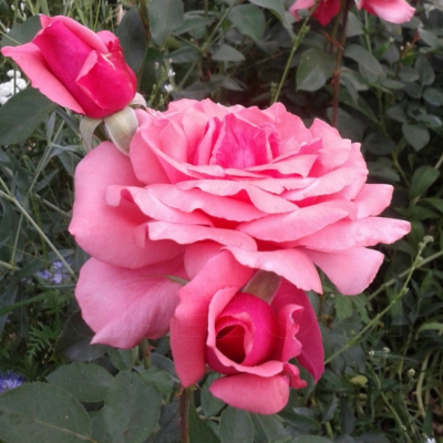 Роза Бель Анж Роза Бель Анж фото