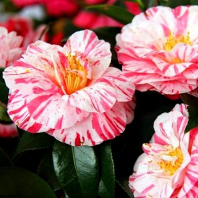 Камелия японская Триколор Камелия японская Триколор - Dolina-Sad.Ru