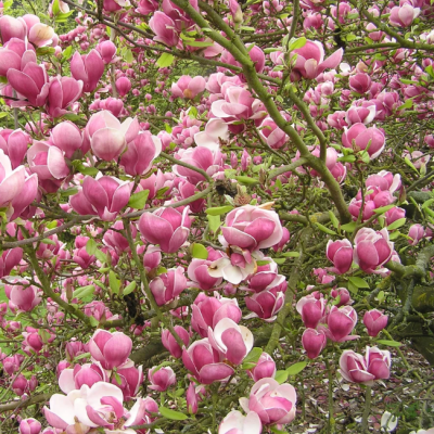 Магнолия Суланжа Магнолия Суланжа фото