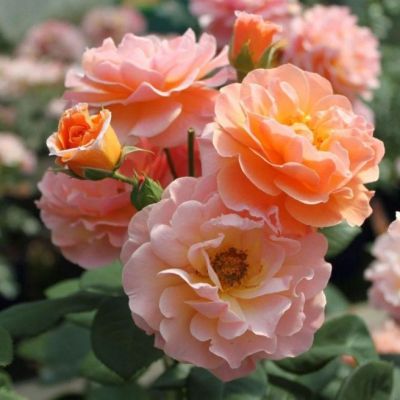 Роза Арабия Роза Арабия - Dolina-Sad.Ru