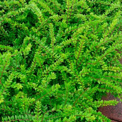 Жимолость блестящая Майгрюн Жимолость блестящая Майгрюн - Dolina-Sad.Ru