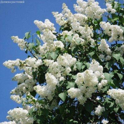 Сирень Мадам Флорен Степман Сирень Мадам Флорен Степман фото