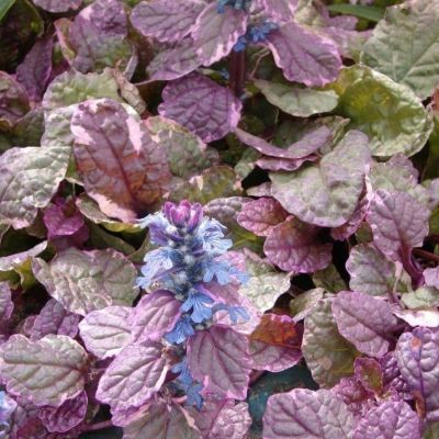 Живучка ползучая Атропурпуреа - Dolina-Sad.Ru