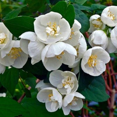 Жасмин Виргинал, С3 Жасмин Виргинал, С3 - Dolina-Sad.Ru