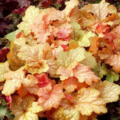 Гейхера Фрилли Гейхера Фрилли - Dolina-Sad.Ru