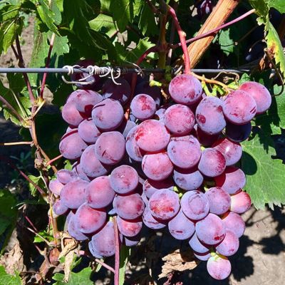 Виноград Заря Несватая - Dolina-Sad.Ru