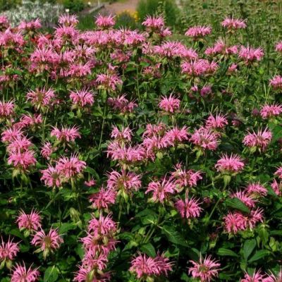 Монарда Крофтвей Пинк - Dolina-Sad.Ru