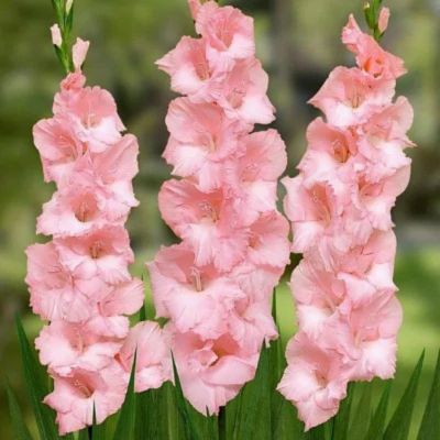 Гладиолус Найтмэр - Dolina-Sad.Ru