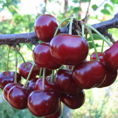 Вишня+Черешня Дюк Вишня+Черешня Дюк фото