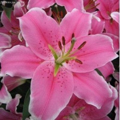 Лилия Сорбонна Лилия Сорбонна фото