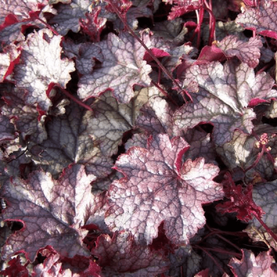 Гейхера Аметист Мист , С1,5 Гейхера Аметист Мист , С1,5 фото