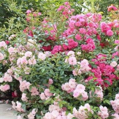 Роза Баллада Роза Баллада - Dolina-Sad.Ru