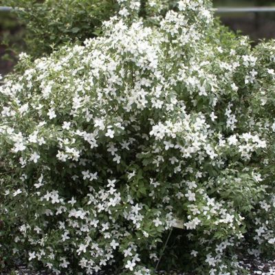 Чубушник Силберреген, С3 Чубушник Силберреген, С3 - Dolina-Sad.Ru