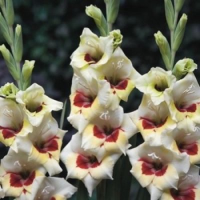 Гладиолус Мессина Гладиолус Мессина фото