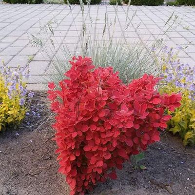 Барбарис Тунберга Оранж Айс, С2 - Dolina-Sad.Ru