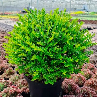 Жимолость блестящая Грин Бриз Жимолость блестящая Грин Бриз - Dolina-Sad.Ru