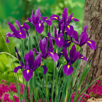 Ирис Перпл Сенсейшн Ирис Перпл Сенсейшн фото