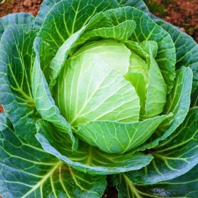 Капуста Белокочанная Белорусская Капуста Белокочанная Белорусская фото