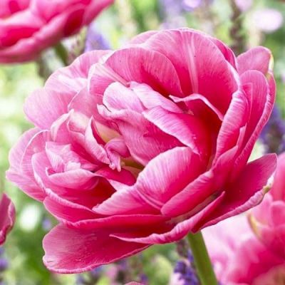 Тюльпан Авейрон фото