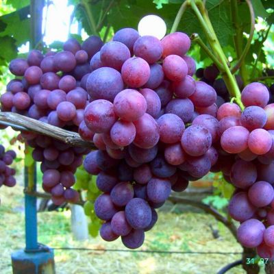 Виноград Заря Несватая - Dolina-Sad.Ru