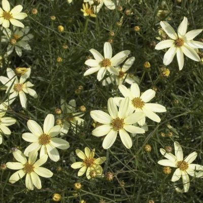 Кореопсис Мунбим Кореопсис Мунбим - Dolina-Sad.Ru